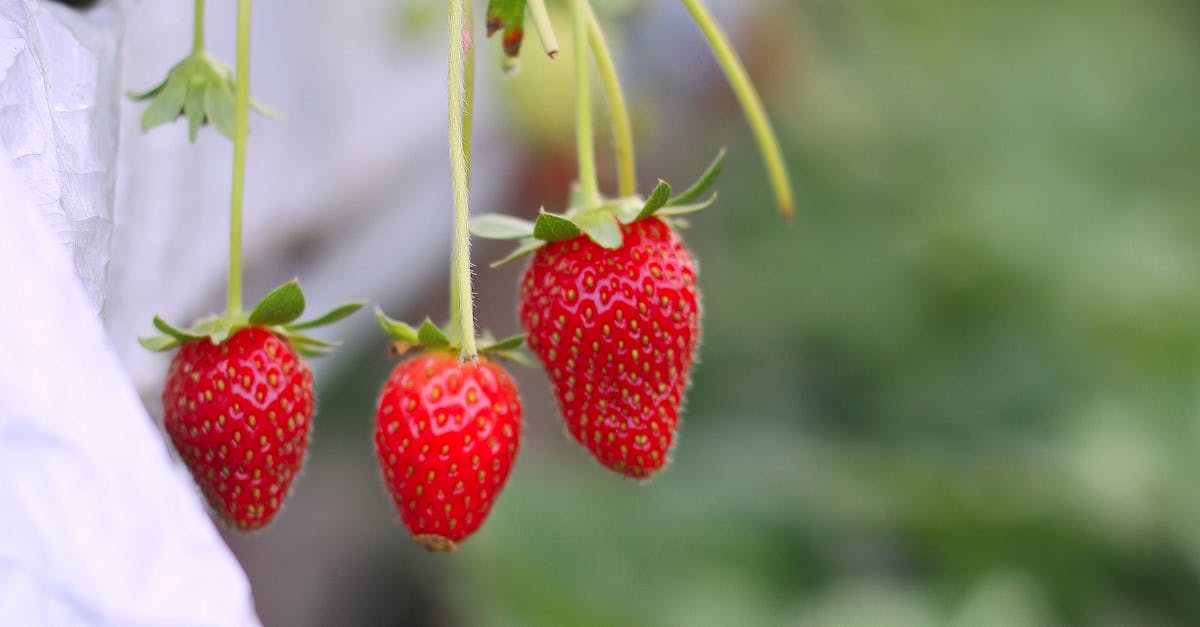 Strawberry Smores: A Fruity Twist on a Classic